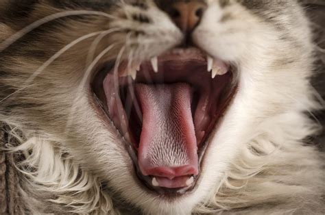 6 Facts You May Not Know About A Cats Tongue The Pets And Love