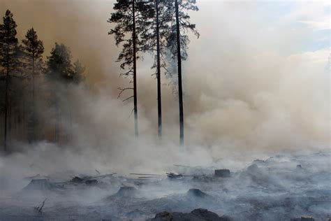Controlled Burning Benefits Forest In Many Ways But More Experts Are