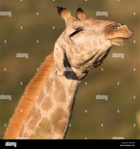 Square Image And Closeup Face Of South African Or Cape Giraffe Gg