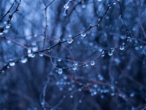 Free Images Tree Water Nature Forest Branch Snow Winter Plant