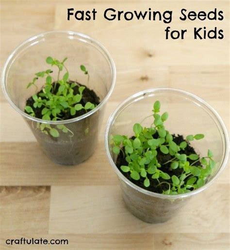 Try These Fast Growing Seeds If Youre Working With Kids Growing