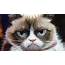 Grumpy Cat Has Officially Made Way More Money Than You