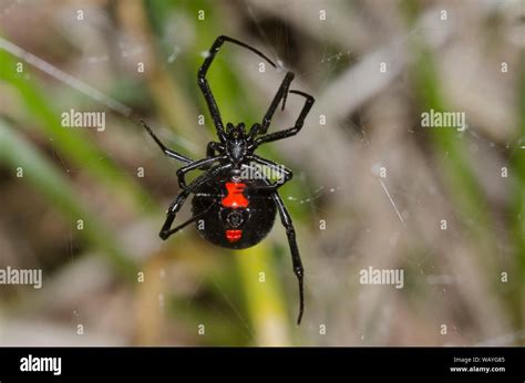 Southern Black Widow Latrodectus Mactans Building Web Stock Photo Alamy