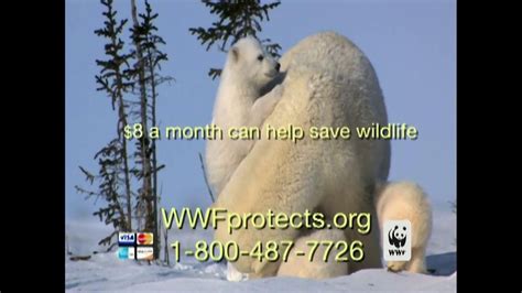 World Wildlife Fund Tv Commercial Polar Bears Look Closely Ispot Tv