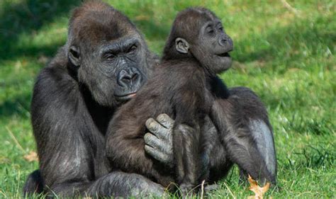 Animal News Gorilla Bonds With Tiny Baby In Adorable