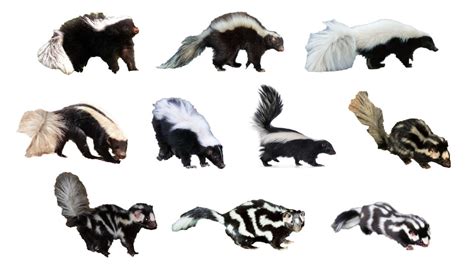 Species Of Skunks All Types Of Skunks English YouTube