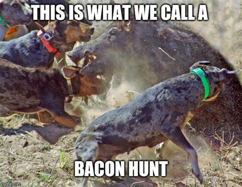 Hog Hunting Memes And S Hunting Heart