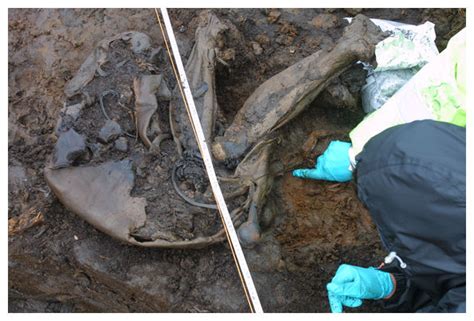 Oldest Bog Body Found With Skin Intact In Ireland
