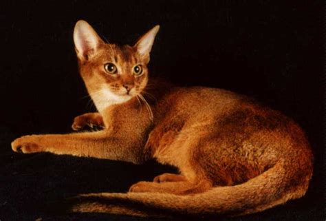 encyclopedia  cats breed ruddy abyssinian cat tawny  usual