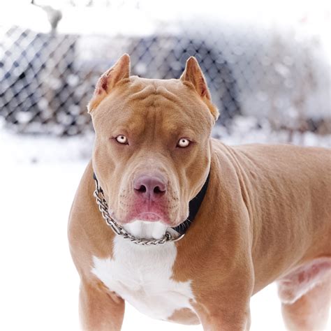 Images Of Pitbull Dogs Wallpaper Sportstle