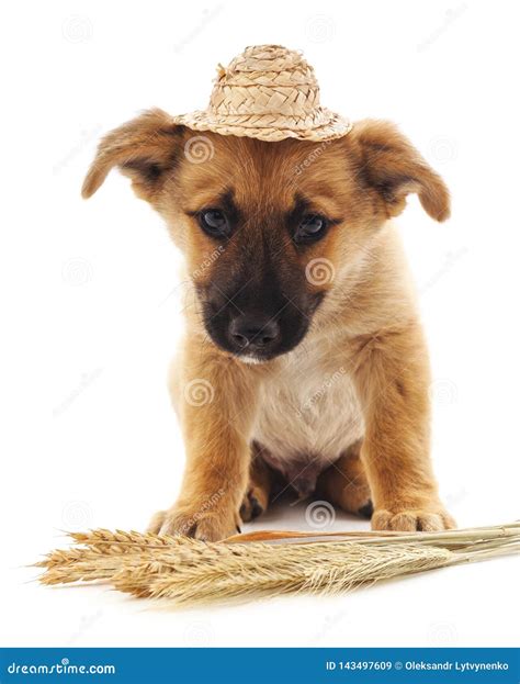 Dog In A Straw Hat Stock Image Image Of Cute Fashion 143497609