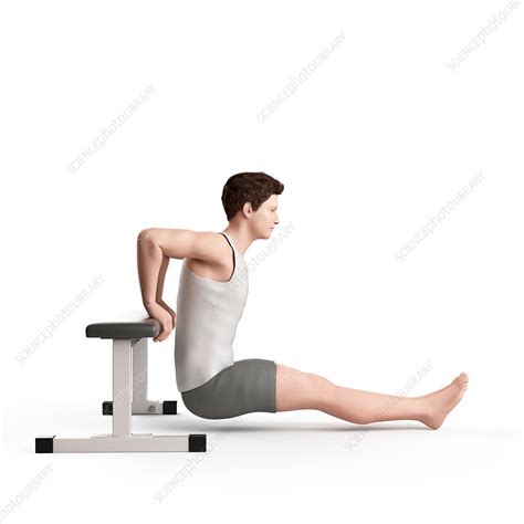 Man Doing Bench Dip Exercise Stock Image F0156227 Science Photo