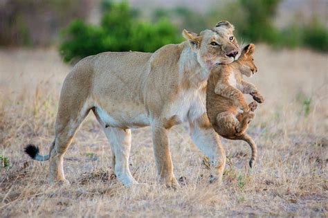 Lioness Carrying Her Cub In Maasai Photograph By Julia Cumes Pixels Merch