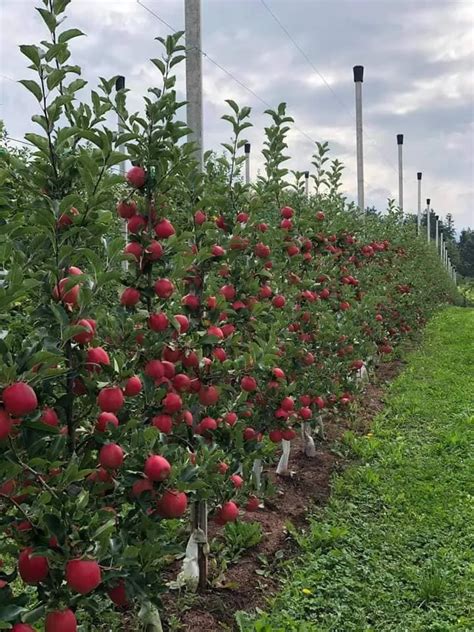 What Is A High Density Apple Orchard Kashmiri Apple