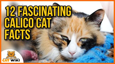 12 Surprising And Fascinating Facts About Calico Cats Youtube