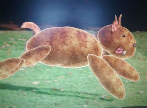 Potato Dog Anime Amino