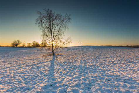 Beautiful Winter Field Landscape Stock Photo Image Of Frost Light