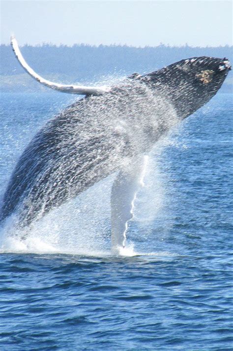 Whale Watching Is A Year Round Activity On The North Oregon Coast The