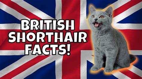10 Fun Facts About British Shorthairs Youtube