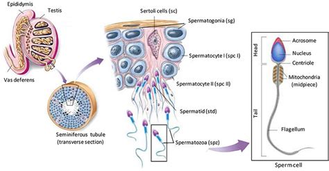 Illustration Of Spermatogenesis Spermatogenesis Occurs Within The