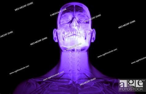 The Brain And Cervical Spinal Nerves Stock Photo Picture And Royalty