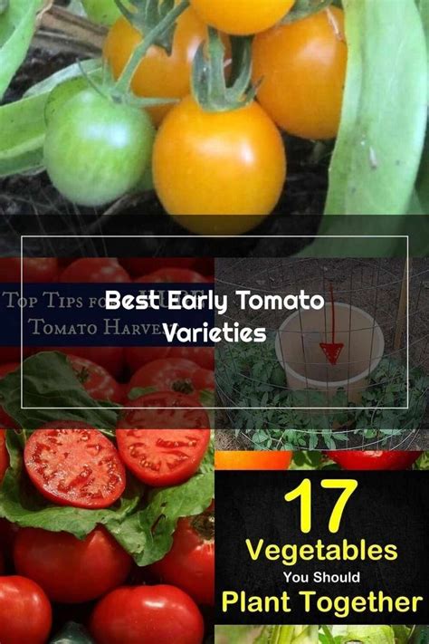 Growing Tomatoes Best Early Tomato Varieties