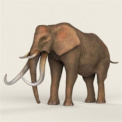 Elephant 3d Model By Cganimalworld