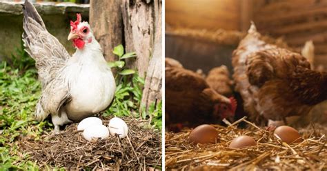 why do chickens lay unfertilized eggs explained chicken and chicks info