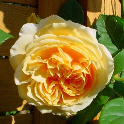 'teasing georgia' rose reviews & comments. Rose 'Teasing Georgia' : buy Rose 'Teasing Georgia' / Rosa ...