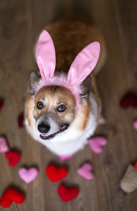 Festive Easter Portrait Corgi Dog Puppy In Pink Rabbit Ears Stock Photo