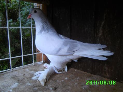 Lahore Pigeon 2 Pigeons Fall