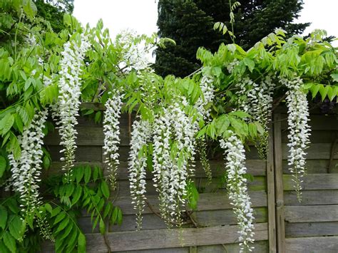 Wisteria sinensis 'Alba' (Chinese Wisteria) | World of Flowering Plants