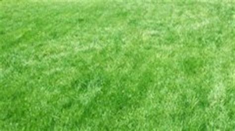 Lawns in southern parts of the u.s. Techniques for Overseeding Lawns