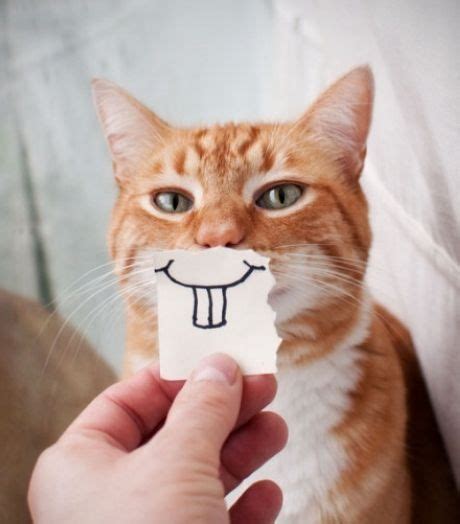 Cats With Paper Smiles Juppppys Blog