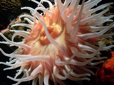 Sea Anemone More Food More Tentacles Science Connected Magazine