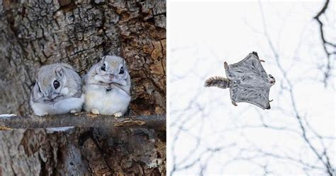 Japanese dwarf flying squirrels have evolved differently from other sciuridae. 20 Pictures Of Japanese Dwarf Flying Squirrels That Are ...