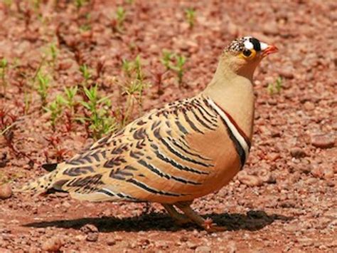 The Fascinating Four Banded Sandgrouse A Bird Of Unique Traits