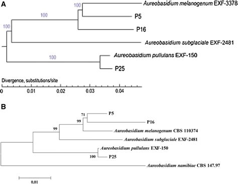 The Genome Wide Phylogenetic Tree A Based On The Genomes Of The Yeast