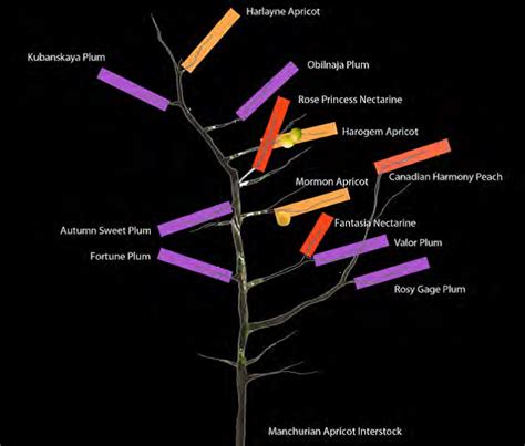 The Tree Of 40 Fruit How A Hybrid Art Piece Grafts Mysticism Onto