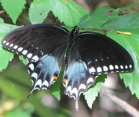 Eastern Black Swallowtail Butterfly Photo By Kelly Jacobs In Hernando