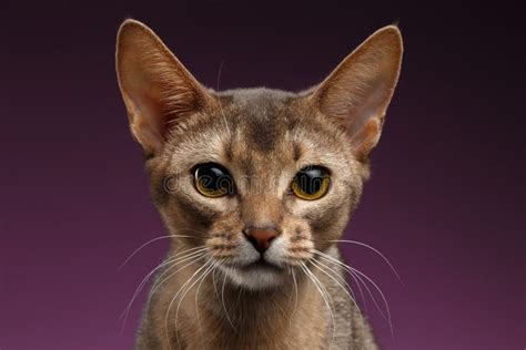 Abyssinian Cat Of Fawn Color Close Up Portrait Walks Along The Lawn
