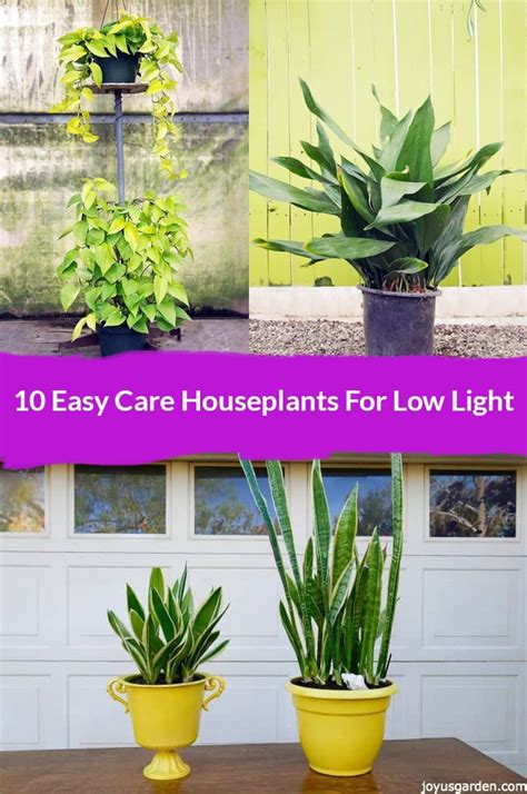 In low light, the lower branches tend to turn brown and fall off. 10 Best Low Light Indoor Plants that Are Easy to Care for!