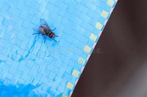 Organism that causes a disease. Musca Domestica Muscidae Disease Vector Stock Photo ...