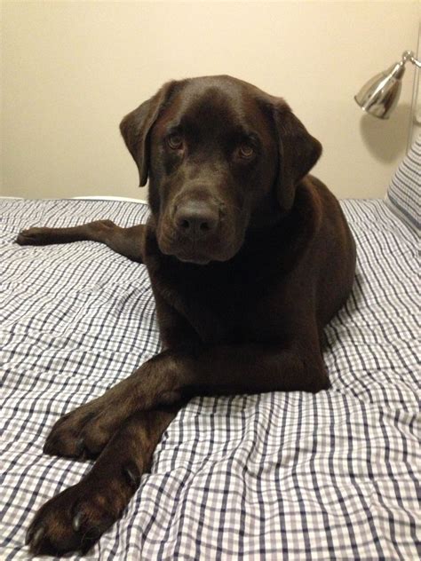 Chocolate Lab Dogs Pictures Chunky Chocolate Labrador Puppy For Sale