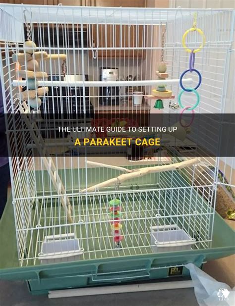 The Ultimate Guide To Setting Up A Parakeet Cage PetShun