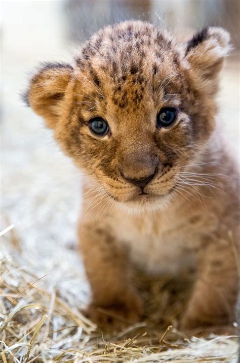 Female Lion Cub Sukari One Of Three Cubs Born At The Indianapolis Zoo Sept 21 2015 Photo