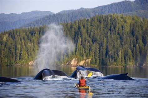 Alaskakayak With Whalesvirtuoso Smith Luxury Travel