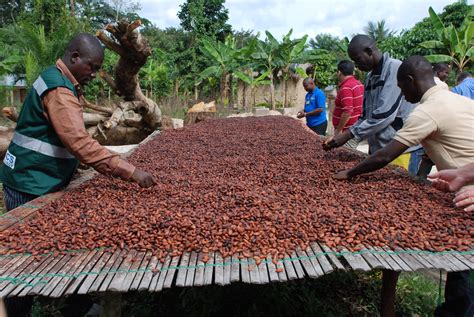 Cocoa Sector Govt Should Focus On Diversification And Processing