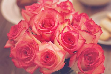 Kostenlose Foto Blume Blütenblatt Strauß Rot Rosa Rosen
