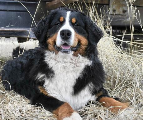 Bernese mountain dog puppies are adorable balls of fluff, but don't be fooled into taking home more than one! Bernese Mountain Dog Poodle mix. Bernedoodle